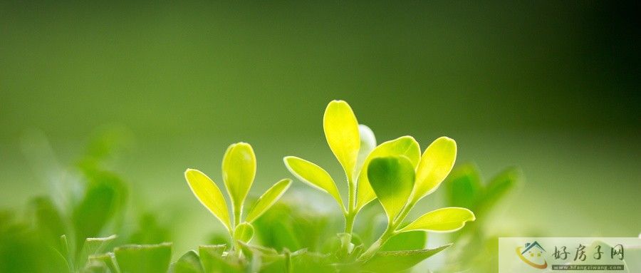 新津区翡翠湾壹号今日已取证，打造低密平层纯住区！            </h1>(图2)