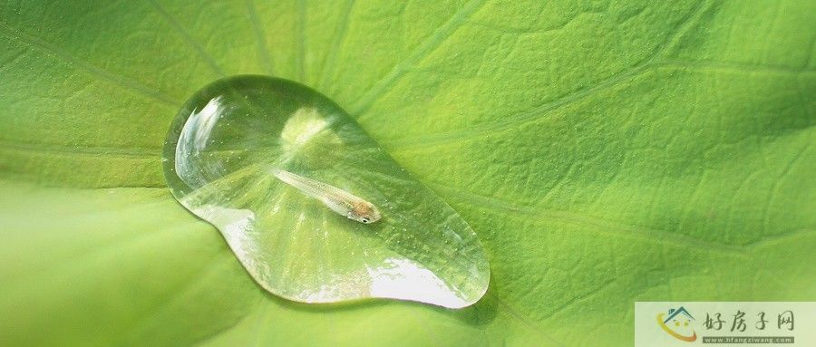 天府新区麓湖生态城今日取证，成都百里中轴的重要组成部分！            </h1>(图2)